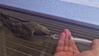 Sıcaktan bitkin düşen ebabil kuşu, su ile yeniden hayata tutundu