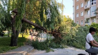 Şiddetli rüzgar parktaki ağacı devirdi