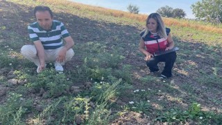 Simavda TAKE Projesi kapsamındaki nohut üretimi yerinde incelendi