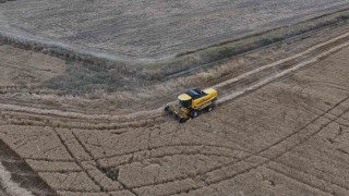 Sincanda tahıl hasadı başladı