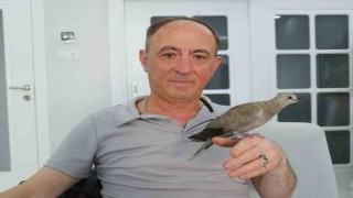Şırıngayla beslediği yaralı kumru en yakın dostu oldu
