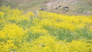 Şırnak yaylaları sarı rengine büründü