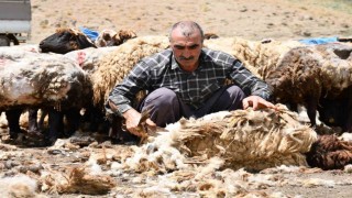 Şırnakta koyun kırkma mesaisi başladı