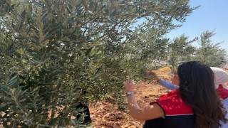 Şırnakta zeytin bahçelerinde hasar tespit çalışmaları başlatıldı