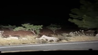 Sırtlanın avını bütün halinde taşıması kameraya yansıdı