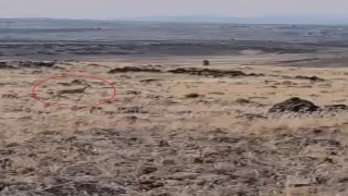 Siverek kırsalında ceylanlar görüntülendi