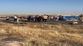 Siverekte işçi minibüsü koyun sürüsüne daldı: 25 koyun telef oldu