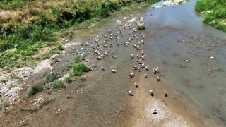 Soğanlı Çayını mesken tutan leylekler dronla görüntülendi