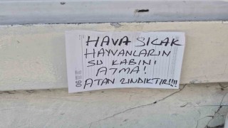 Sokak hayvanlarının su kabını atanlara ilginç tepki: Atan zındıktır