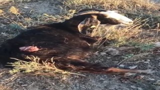 Sokak köpekleri sürüden ayrılan keçiye saldırdı