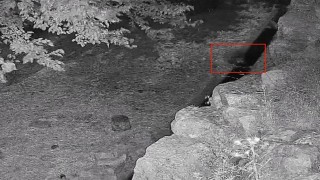 Su içmeye inen yavru ayı güvenlik kamerasına yakalandı