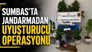 Sumbas'ta Jandarmadan Uyuşturucu Operasyonu