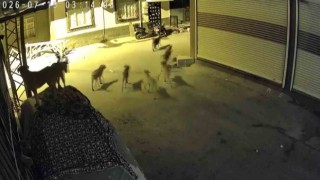 Sürü halindeki köpeklerden korkan kedi, pencere demirine tırmandı