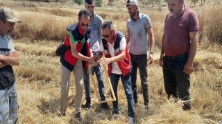 Tavşanlıda biçerdöver kontrolleri sürüyor