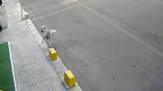 Tekirdağ'da mahallenin maskotu Yumaka araba çarptı