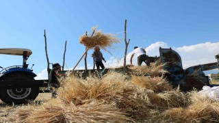 Tercanda hububat tarlalarında hasat başladı