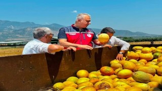 Tescilli Kırıkhan kavununda hasat devam ediyor