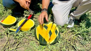 Tropical Sunshine üreticinin yüzünü güldürüyor