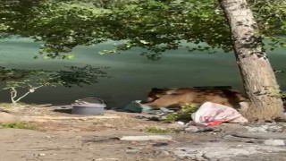 Tuncelide bozayı piknikçilerin sofrasına misafir oldu