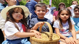 Ulukale dutunda bu yıl 650 ton rekolte beklentisi