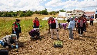 Üniversite serasında üretiliyor: Çiftçilerin geliri aromatik bitkilerle artacak