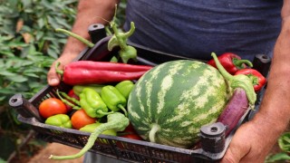 Üreten Bodrumda hasat devam ediyor