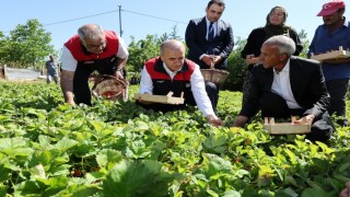 Vali Hatipoğlu, çilek hasadı yaptı