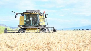 Vali Köşger Acıpayamda bereket hasadına katıldı
