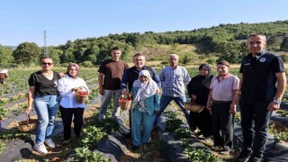 Vali Sözer, huzurevi sakinleriyle çilek hasadı yaptı
