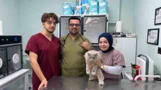 Veterinerde deprem etkisi yapan kedi Türkiyenin gündeminde