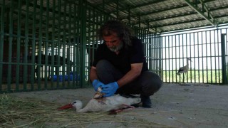 Yaban hayvanlarının kreş dönemi tamamlandı: Öksüz yavrular rehabilitasyonun ardından doğaya bırakıldı