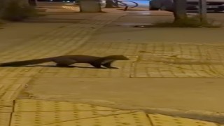Yalova şehir merkezinde sansar görüntülendi