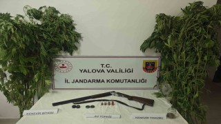 Yalovada serada uyuşturucu operasyonu: 2 gözaltı