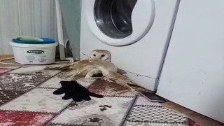 Yaralı baykuş tedavi altına alındı