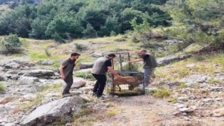 Yaralı dağ keçisi tedavisinin ardından doğaya bırakıldı