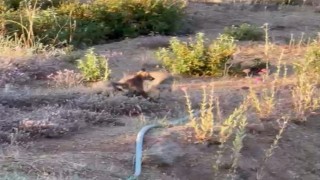 Yaşam alanları daralan tilkiler şehir merkezlerine indi