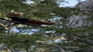 Yayla evinin bahçesine inen sincap yiyecek ararken görüntülendi