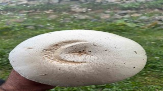 Yayladaki ay yıldızlı mantar görenleri şaşırttı