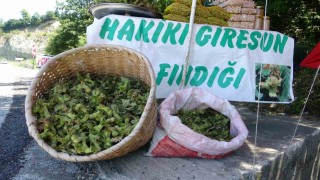 Yeni sezonun ilk fındığı tezgahlarda: Yeşil kabuklu fındığın kilosu 200 TL