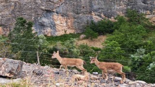 Yerinde duramayan yavru yaban keçilerinin kayalar üzerindeki oyunu kamerada