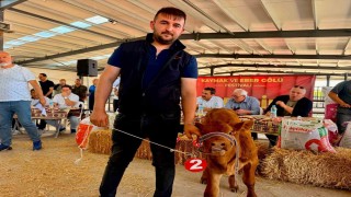 Yılın en güzel buzağısı 40 günlük buzağı oldu