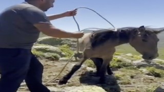 Yılkı atlarıyla ilgili mide bulandıran iddia
