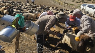 Yüksekovada hız kesmeyen sağlık mesaisi: Şarbon aşılama çalışmaları sürüyor