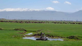 1933te Danimarka gözünü Erzurum ve Karsa çevirdi: Hedefleri süt üretimi yapmaktı