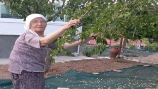 85 yaşındaki çift, geleneksel yöntemlerle dut pekmezi üretimini sürdürüyor