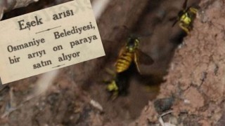87 Yıl Önce Osmaniye’de İlginç Uygulama: Eşek Arısı Getirene Para