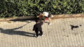 Adanada kediyi parçalayan pitbullun sahibine 95 bin lira ceza