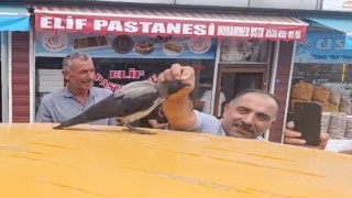 Adilcevazda kasap ile karga arasındaki sıra dışı dostluk gülümsetti