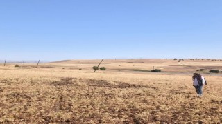 Ağında tüylü nohut hasadı devam ediyor