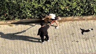 Ağızlıksız gezdirilen Pitbull kediyi parçaladı: Sahibi polisi aramayın diye yalvardı